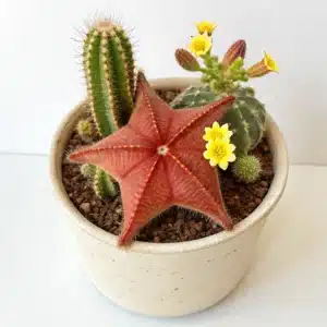 Cacto estrela em um vaso de cerâmica, mostrando seu formato de estrela e pequenas flores amarelas. o cacto apresenta uma cor avermelhada
