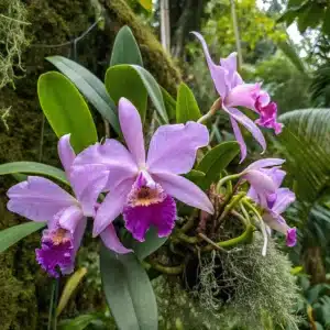Cattleya walkeriana, uma orquídea do mato com flores grandes e perfumadas, em tons de roxo e rosa.