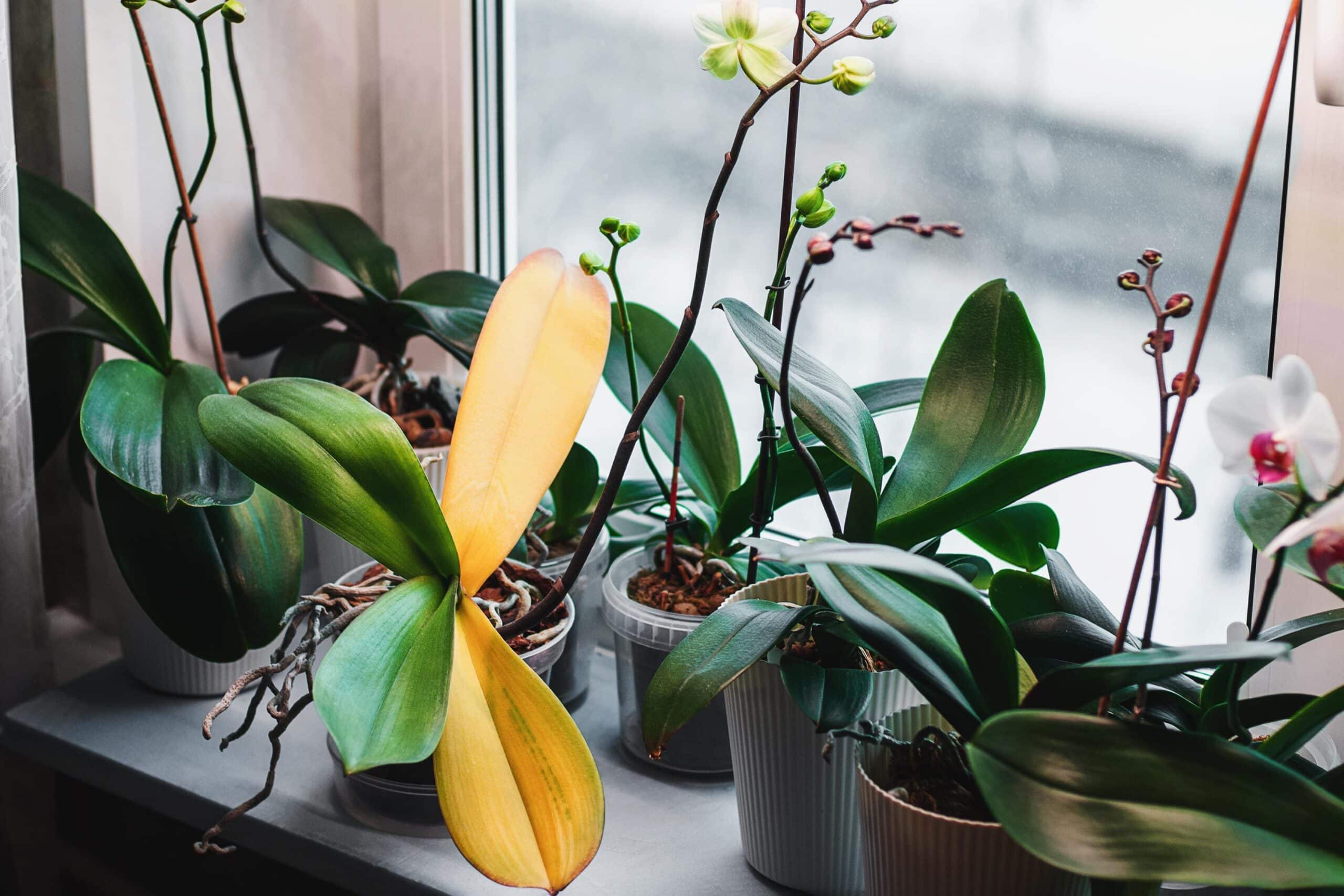 Como saber se a orquídea está doente