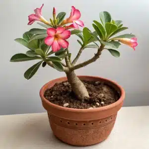 Mudinhas de rosa do deserto crescendo em vasos, com substrato bem drenado.