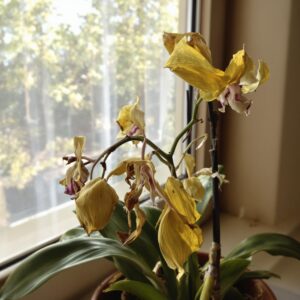 Orquídea murcha ou com folhas amarelas