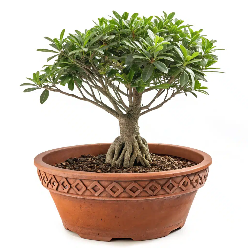 Vaso de barro com rosa do deserto adulta, mostrando bom espaço para as raízes e drenagem