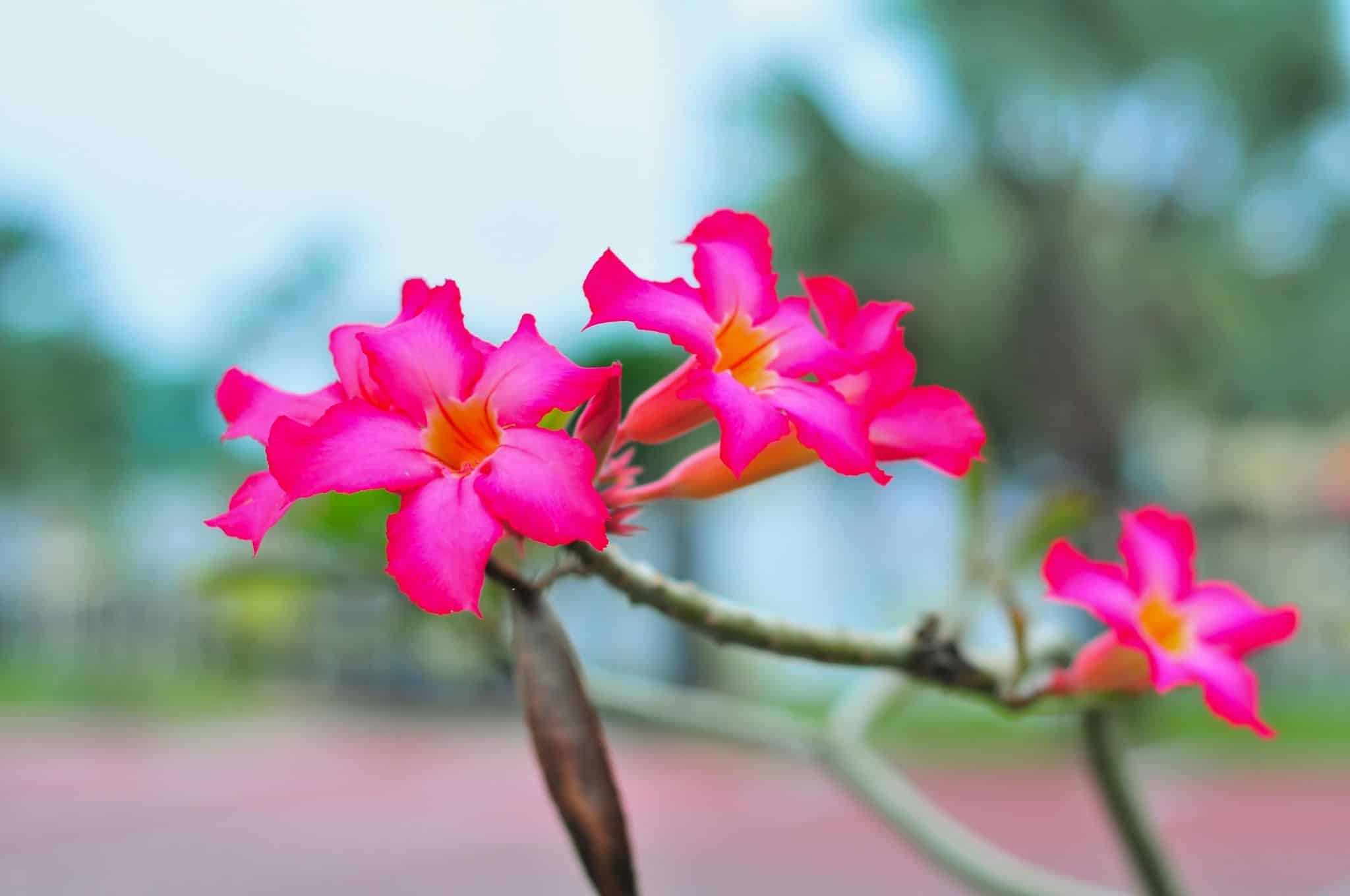 regar rosa do deserto